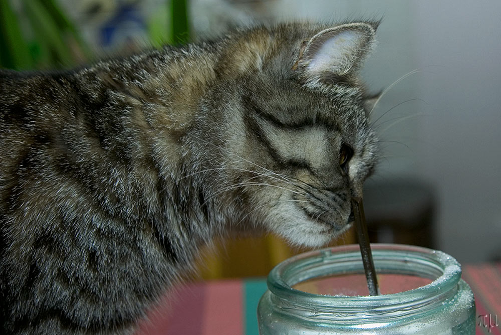 lilly und der zuckertopf