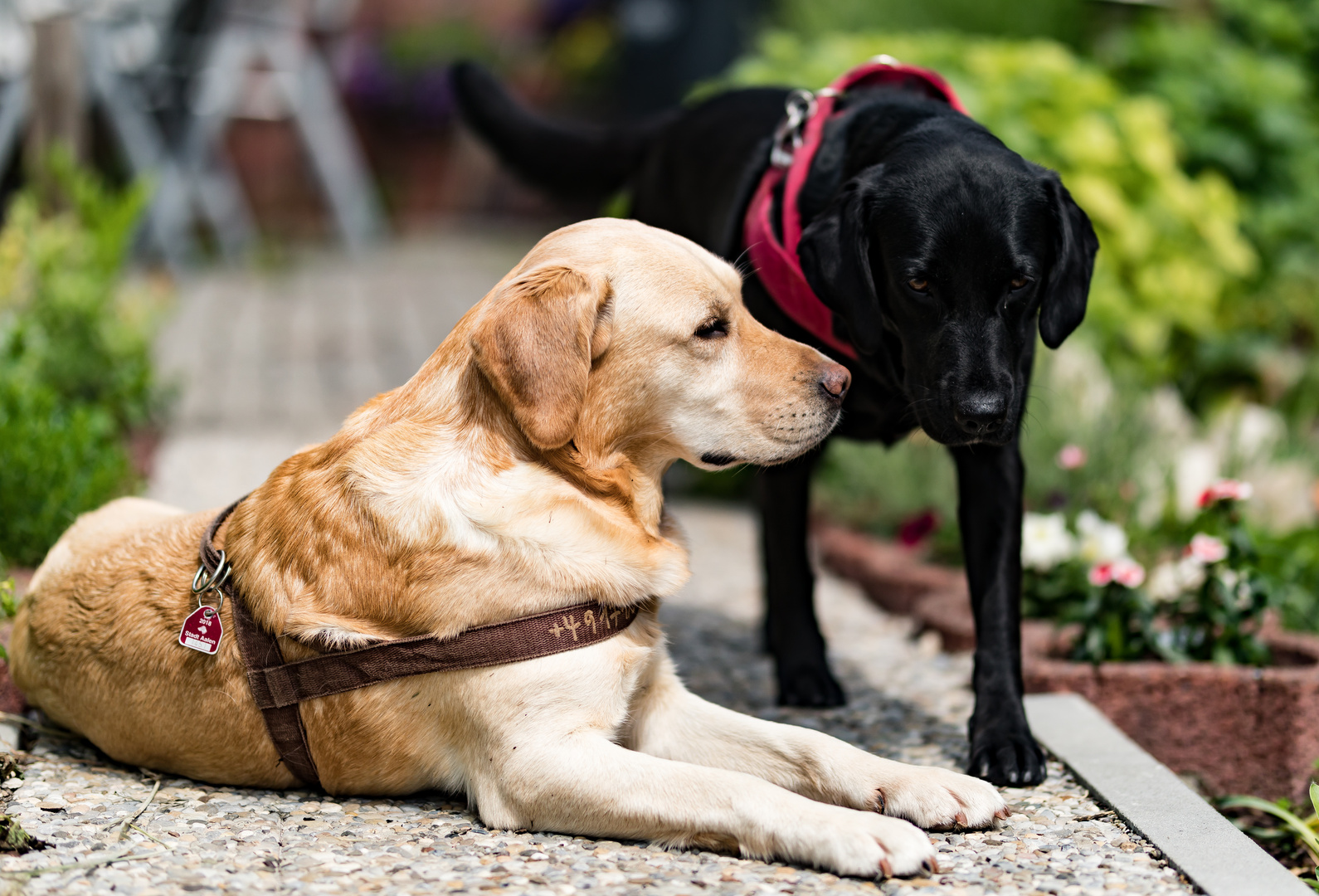 Lilly und Lady