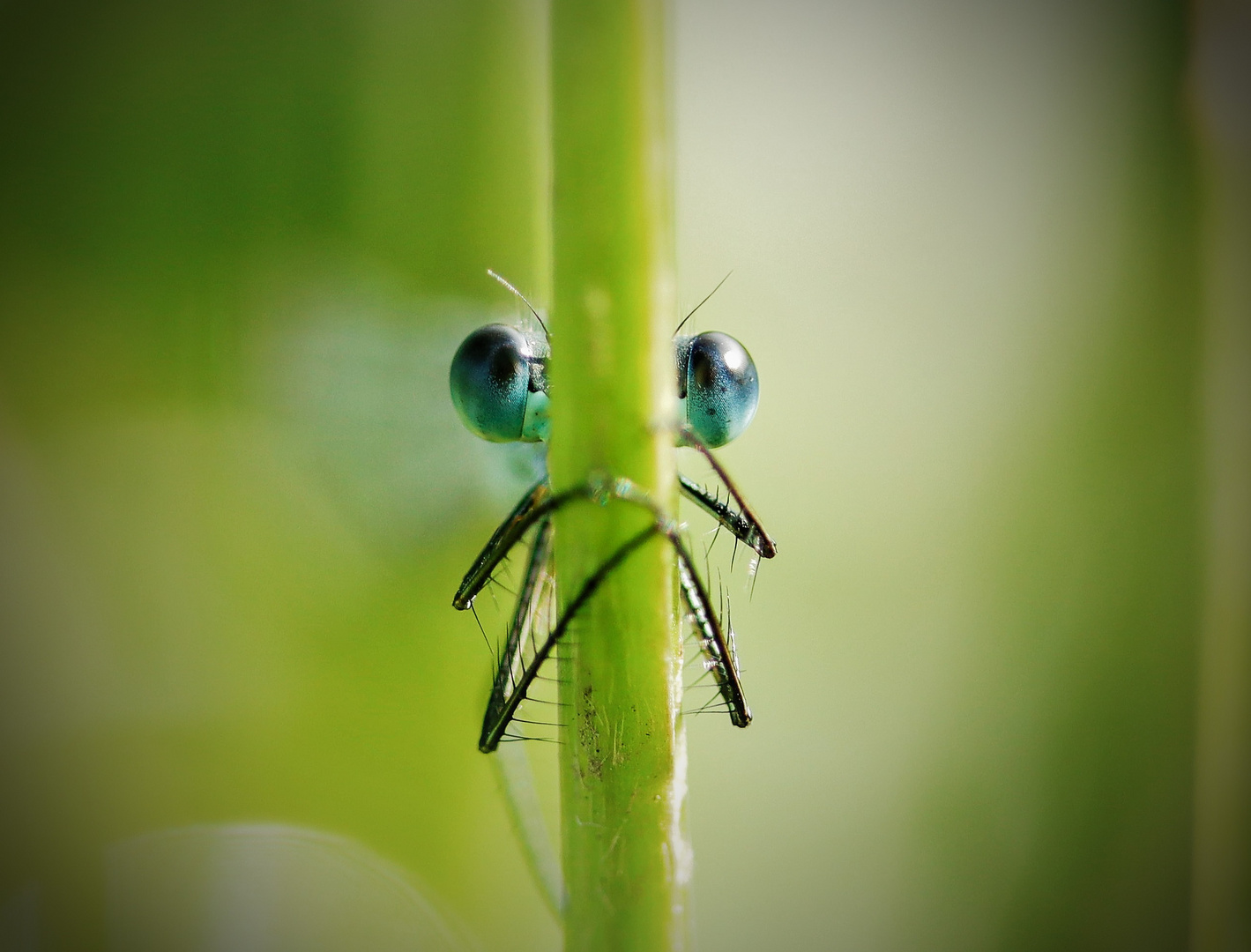 Lillyfee's Augen