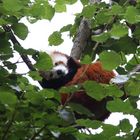 Lilo - die Pandabärin schläft gemütlich