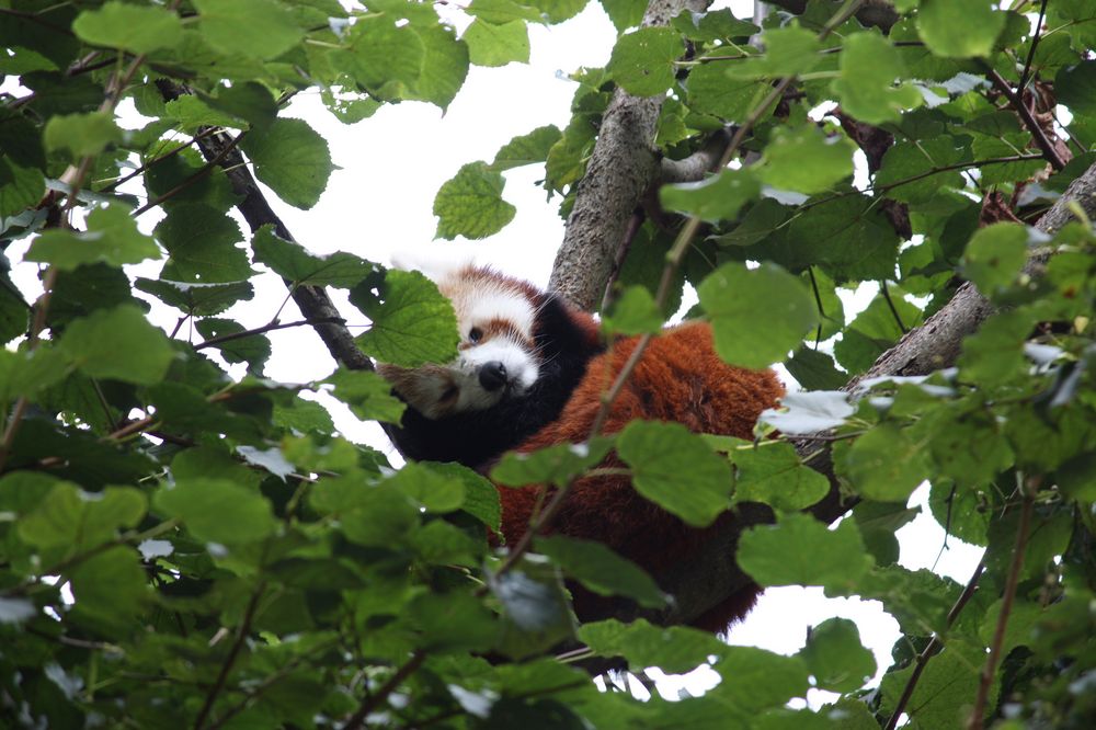 Lilo - die Pandabärin schläft gemütlich