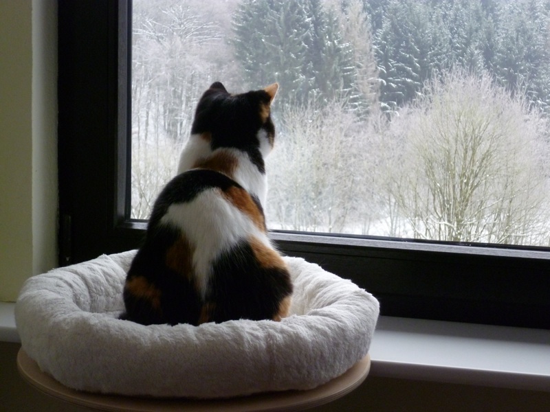 Lilo schaut in den Winter.....