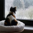 Lilo schaut in den Winter.....