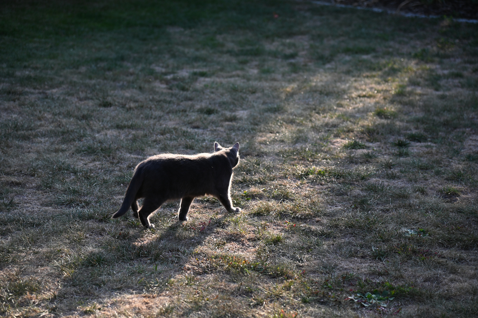 Lilou der Abendsonne entgegen