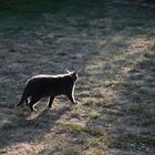 Lilou der Abendsonne entgegen