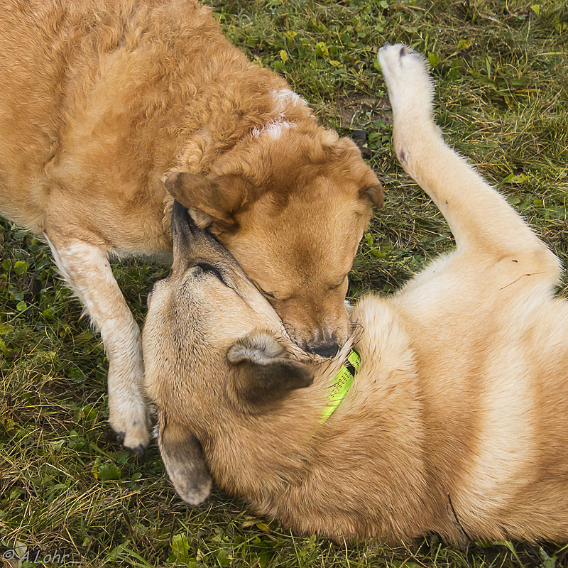 Lilou und Chibs | 2