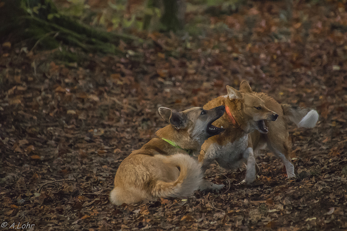 Lilou und Chibs | 4