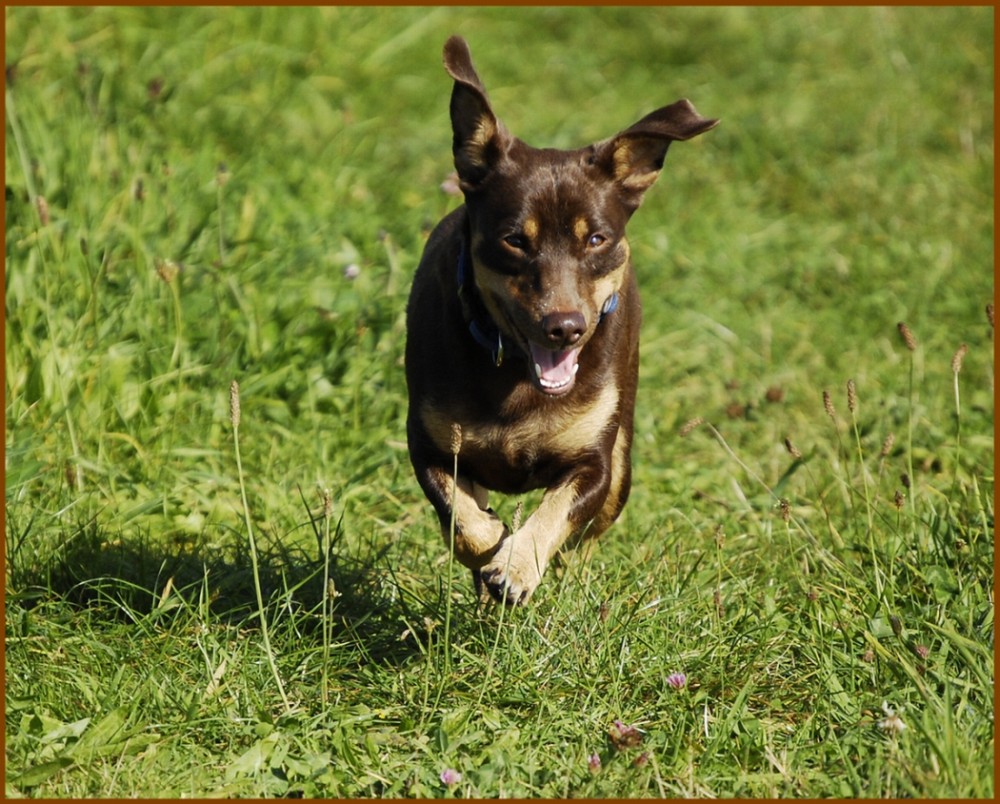 Lilu beim Sport