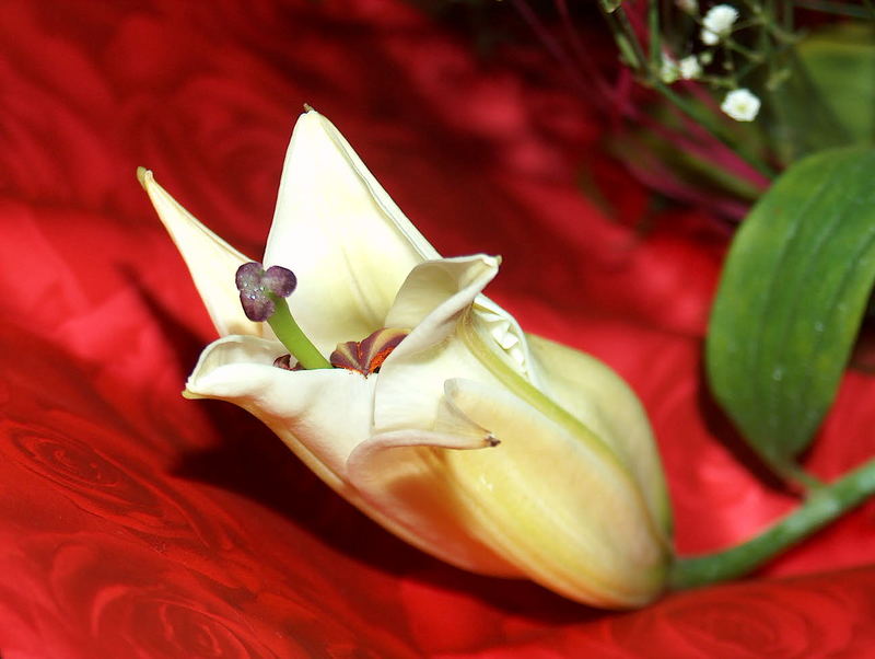 Lily