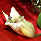 Lily