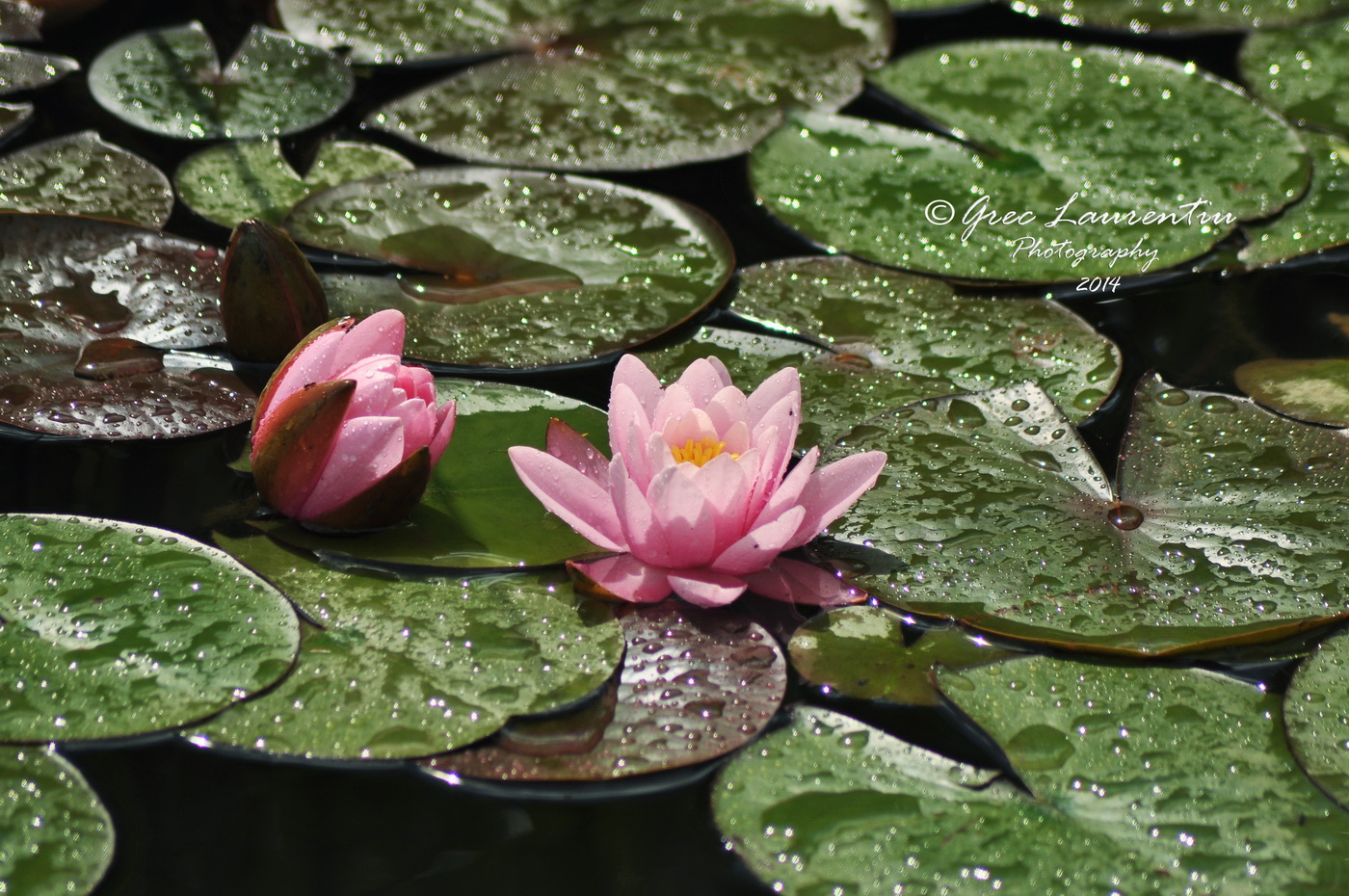 Lily after rain