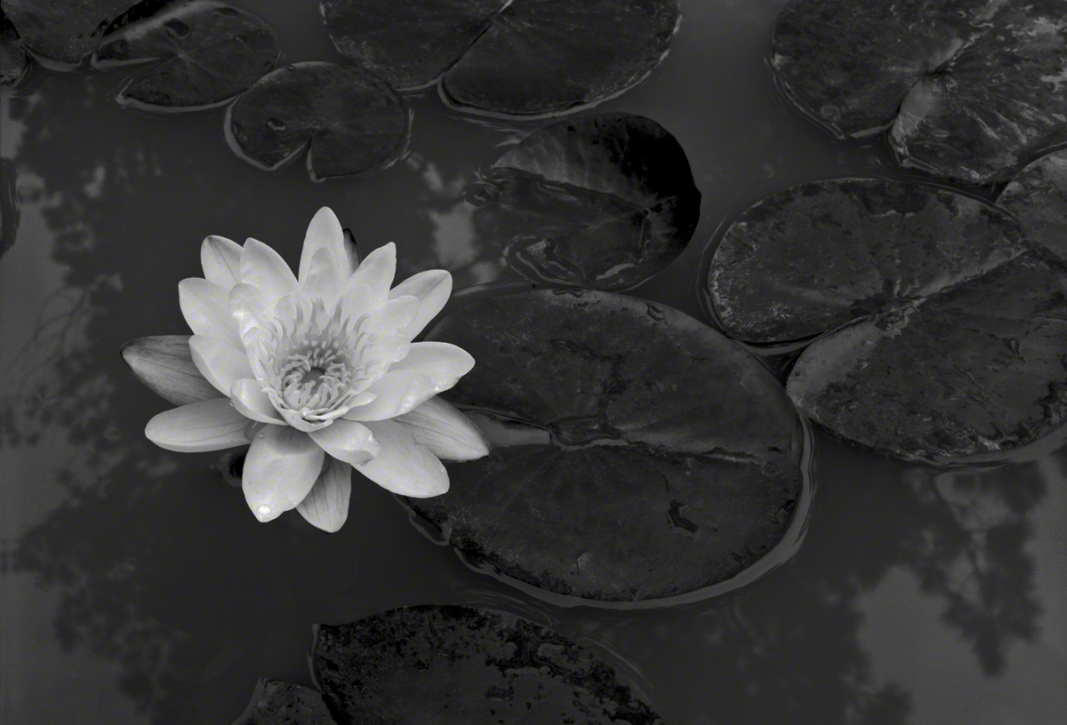 Lily and Pads