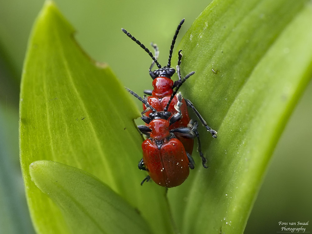 Lily Beetle