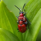 Lily Beetle