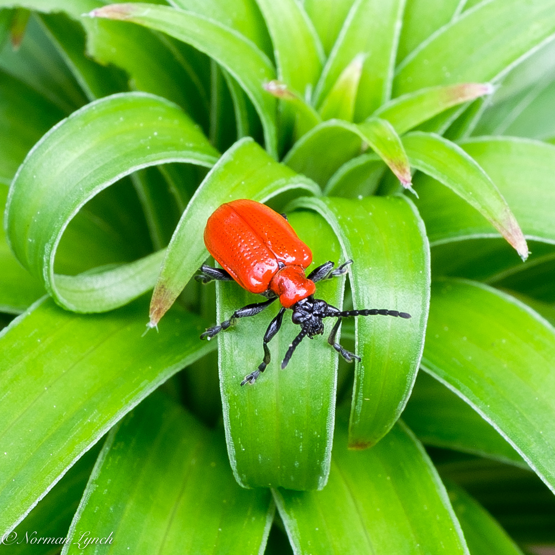 Lily Beetle  (Lilioceris Lilii)