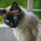 Lily Blue Eyes