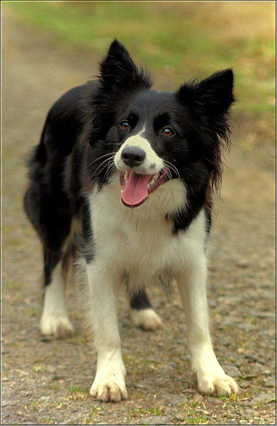 Lily für meinen Freund Norbert Kappenstein