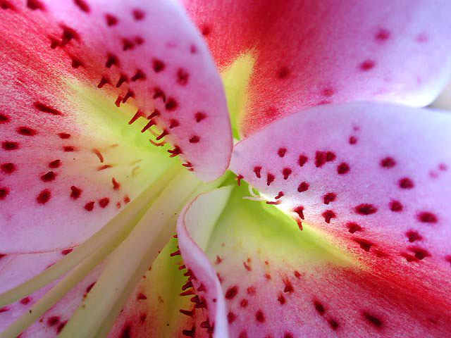 Lily in bloom