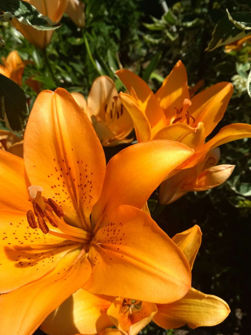 Lily in June 2.