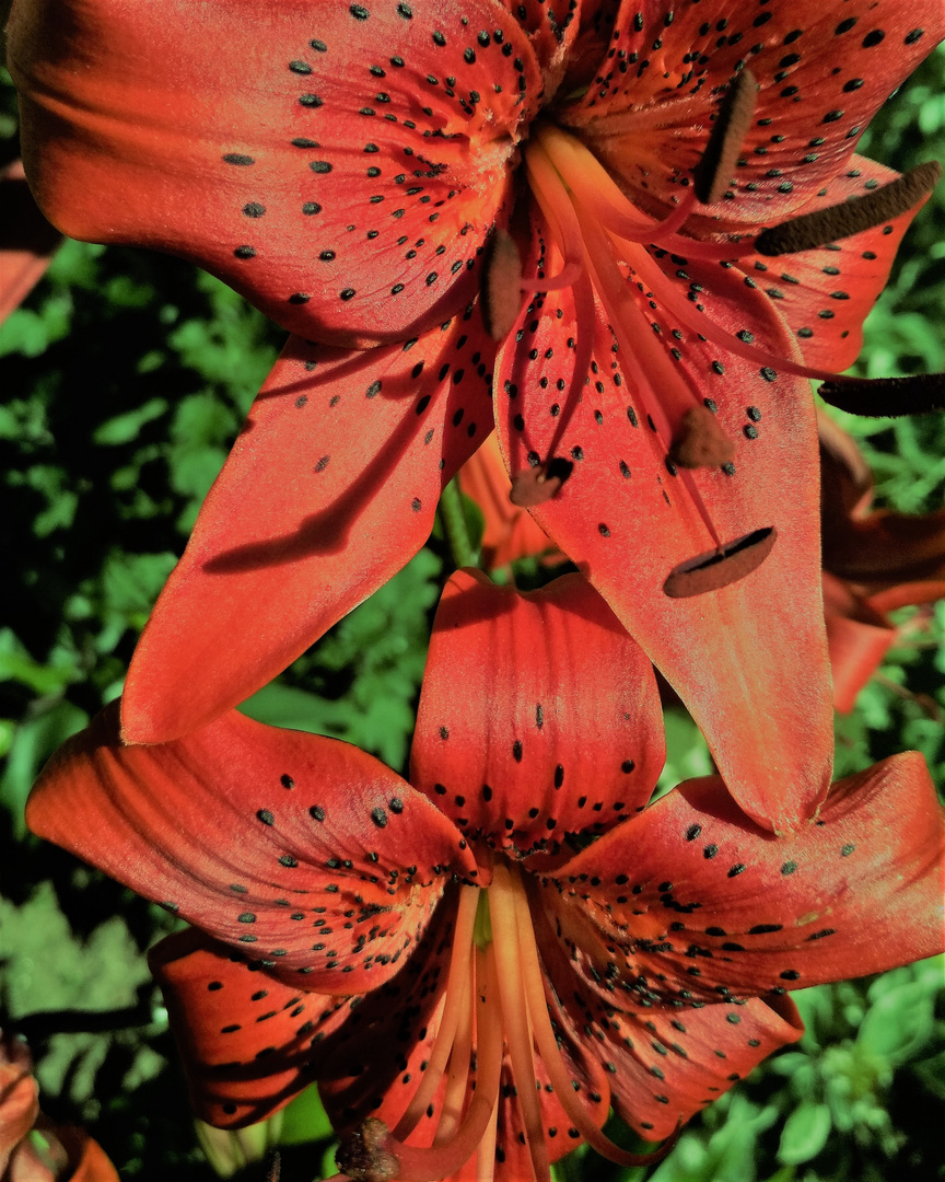 Lily in June.