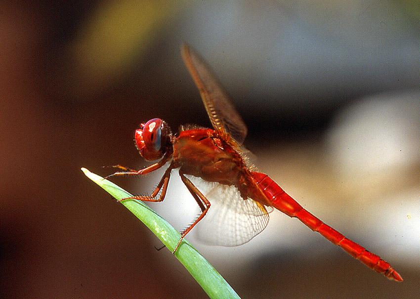 Lily in rosso