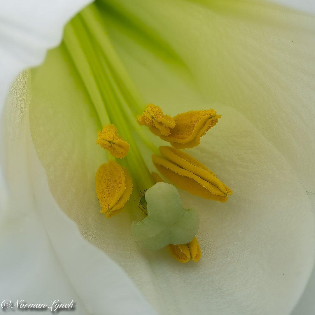 Lily Longiflorum