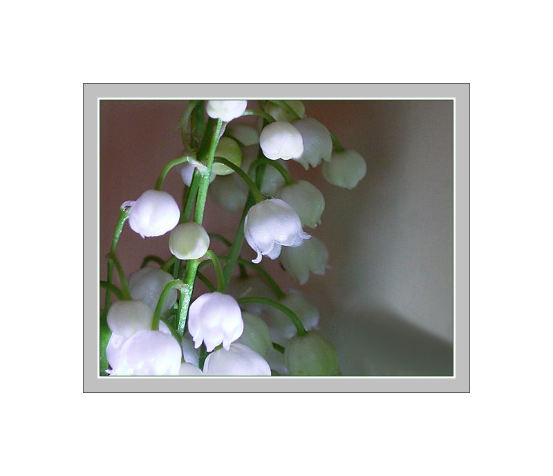 lily of the valley - 2