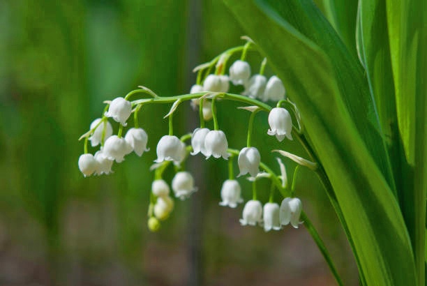 lily of the valley