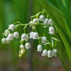 lily of the valley