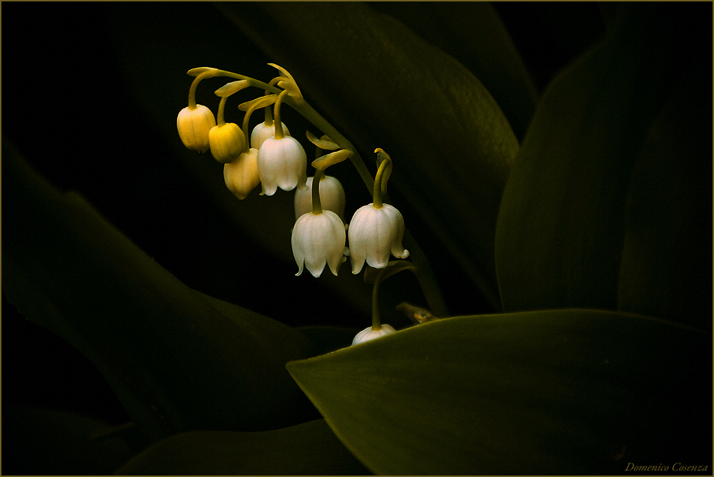 LILY OF THE VALLEY