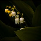 LILY OF THE VALLEY