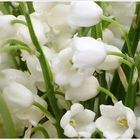 Lily of the Valley