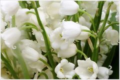 Lily of the Valley