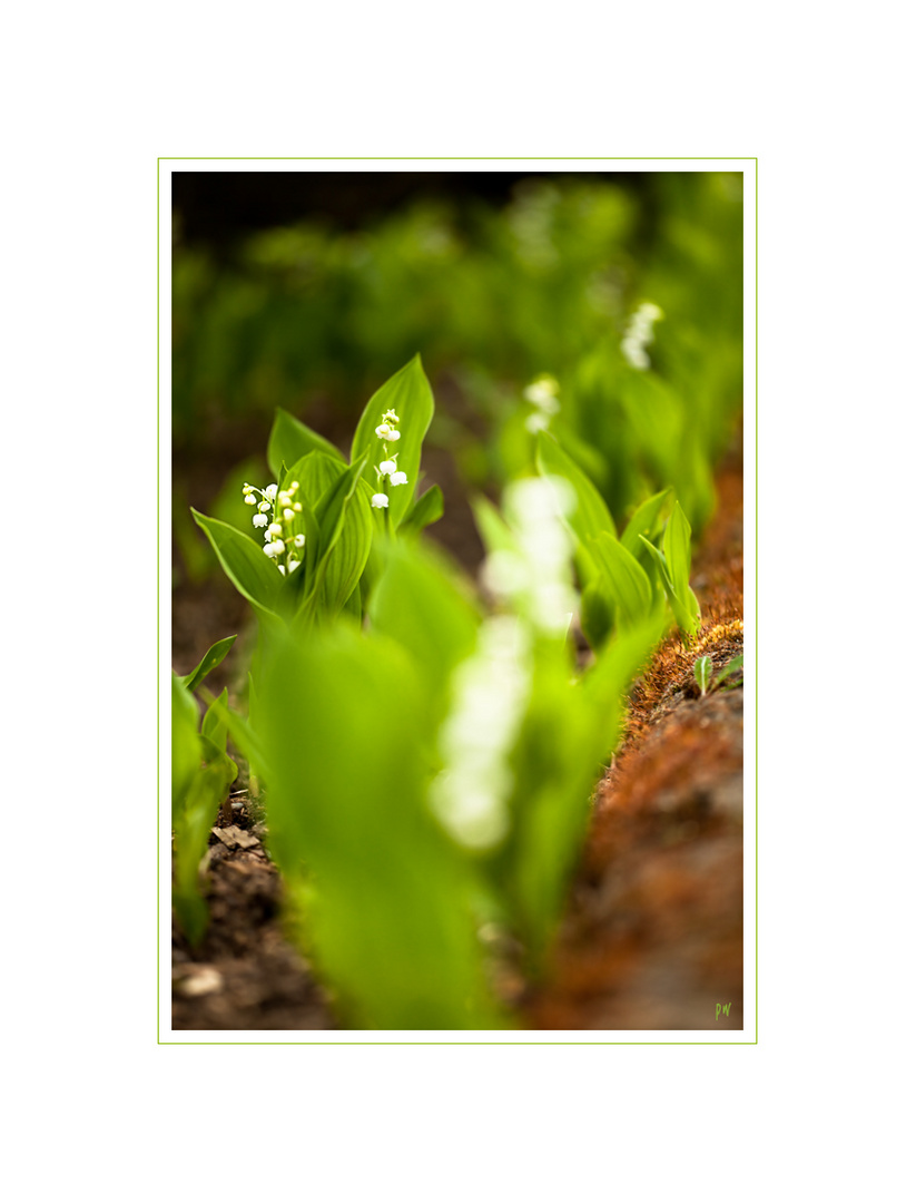 Lily of the Valley...