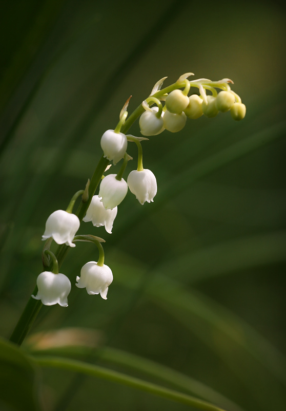 Lily of the Valley