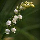 Lily of the Valley