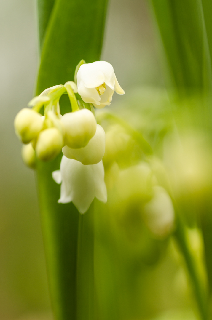 Lily of the Valley