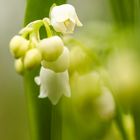 Lily of the Valley