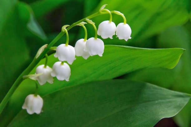 lily of the valley