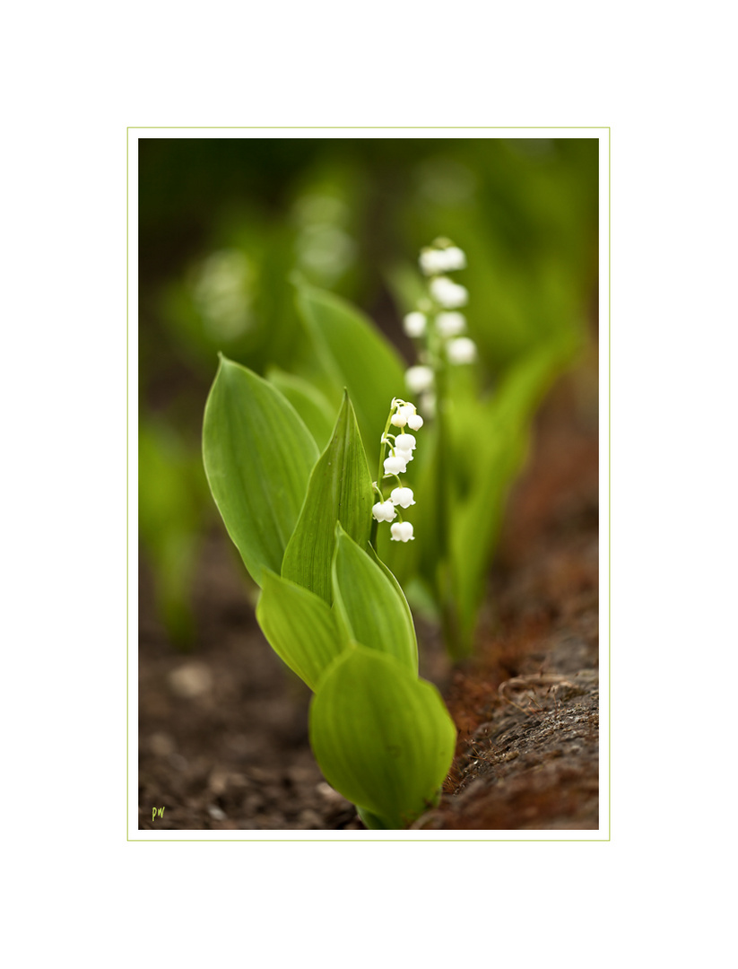 Lily of the Valley II...