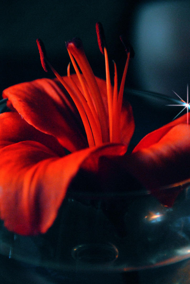 Lily on a Glas