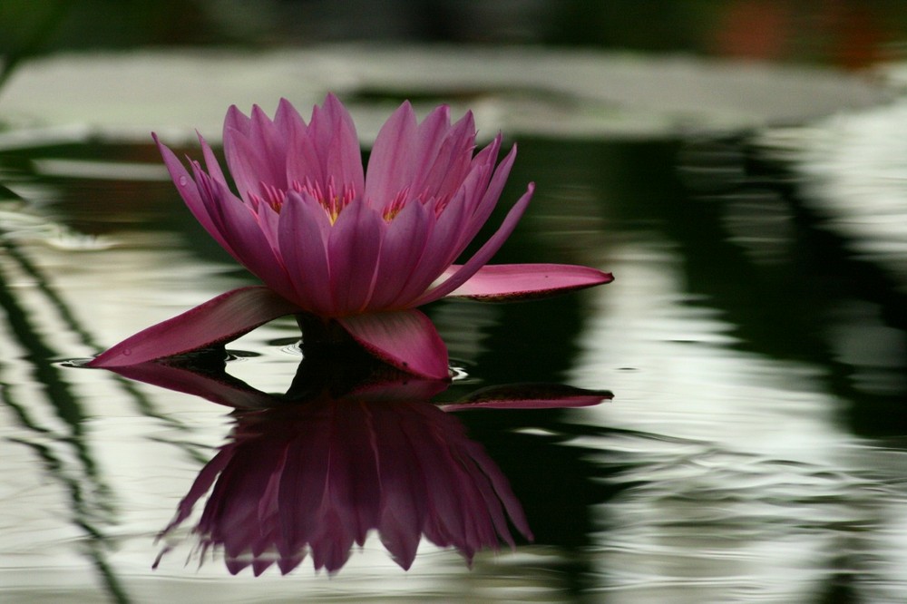 Lily on Bright Water