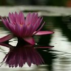 Lily on Bright Water