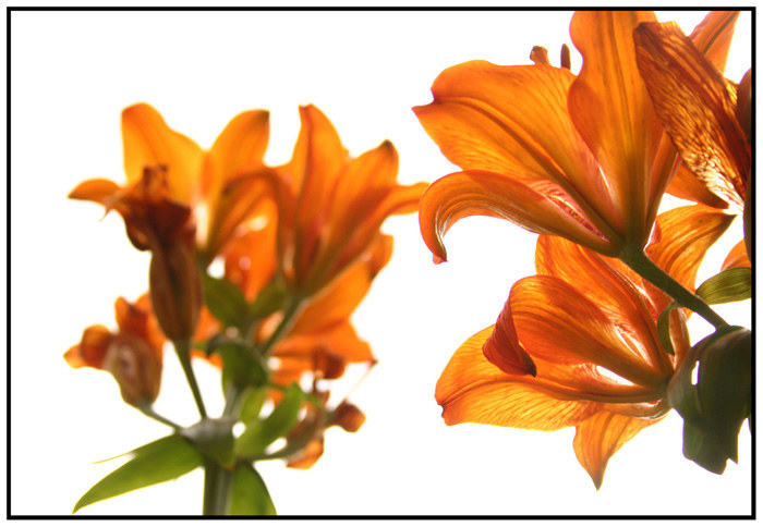 Lily' Orange