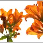 Lily' Orange