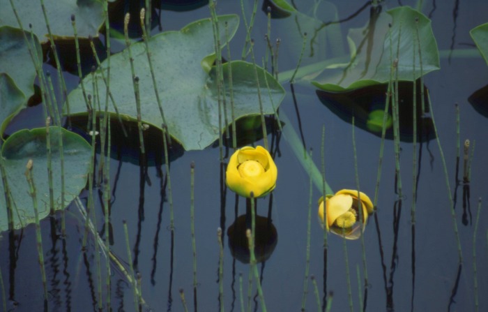 "Lily Pads"