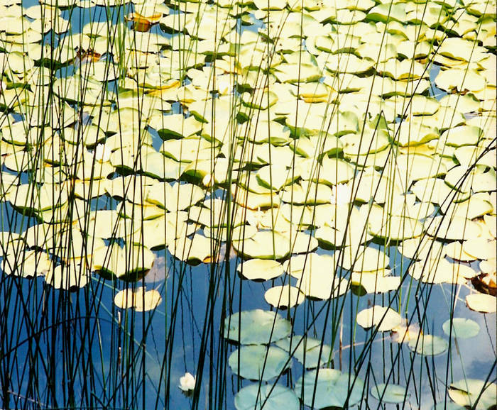 lily pads