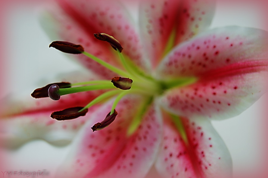 Lily pink