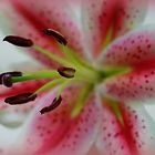 Lily pink