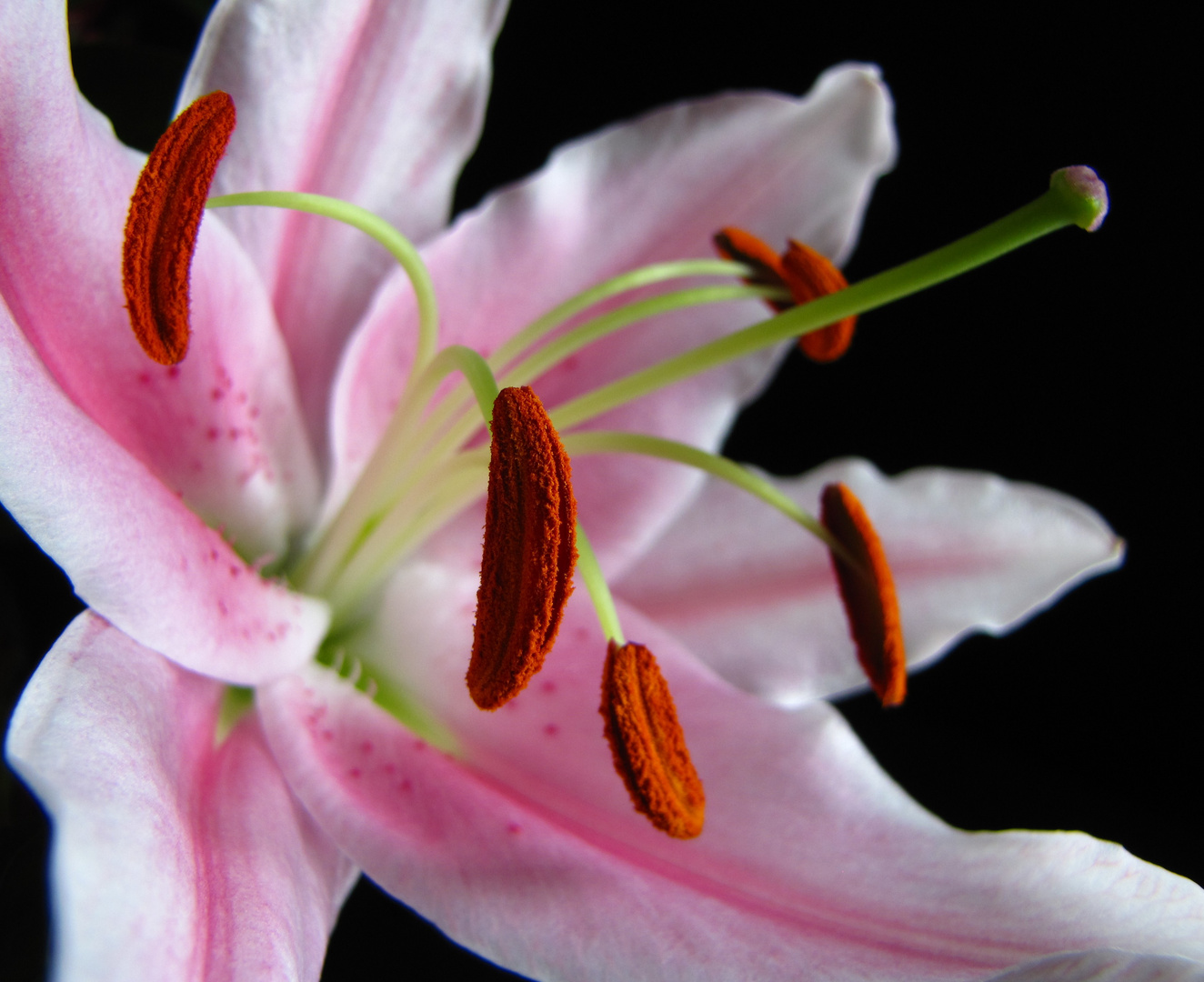 lily pistil